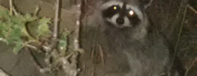 Every night this little sneaky raccoon comes up from its hiding place to eat the seeds that the birds have dropped from the feeders.  I think it is a female […]