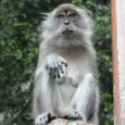 I am in Malaysia, as mentioned before, predominately Muslim.  A number of times a day, just like now, at 7:30 pm, the haunting singing rings out over the loud speaker [&hellip;]