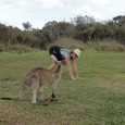So let it be known that although kangaroos appear cute and cuddly, they can be quite nasty.  They can snap your leg with a swing of that tail.  Not that [&hellip;]
