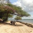 K.  Let’s get one thing straight.  I really did like Lamu Island.  It was funky and interesting.  It had too much garbage lying around but that seems to be an [&hellip;]