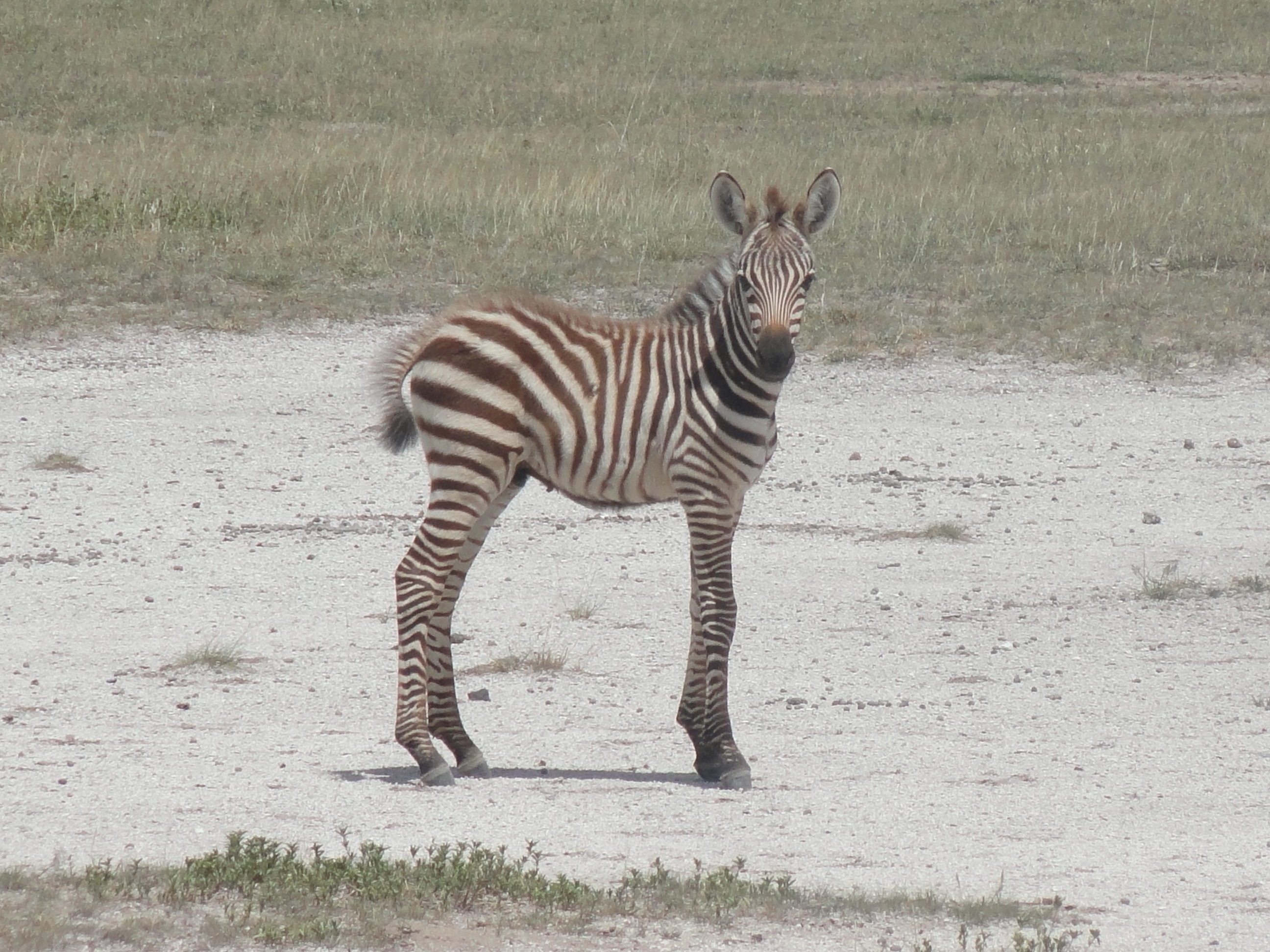 There are not many places where you can see lions, cheetahs, elephants, giraffes, hyenas, etc… in their natural setting.  I am honoured to have been able to have seen that.  [&hellip;]