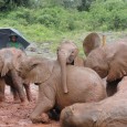 I went to the Shendrick Elephant Orphanage on my second day in Kenya.  This place is strictly for orphaned elephant babies to get them ready to be released back into [&hellip;]