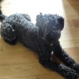 Perhaps this is just an excuse to post some pictures of a very cute dog and other photos which I like but couldn’t fit in to other posts given the [&hellip;]