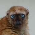 Hee hee.  I feel like I am doing a presentation in grade school.  But seriously – I did go to the zoo.  The Cologne Zoo.  And it is right in [&hellip;]