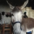 One of the great things regarding this house sit is that I am taking care of horses.  Oh yes and one Donkey.  I call him Ding Dong, but his name [&hellip;]
