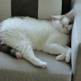 Yup.  That’s right.  My current charges.  Patch and Spot.  British Shorthair.  The British Shorthair is a domesticated cat whose features make it a popular breed in cat shows. It has […]