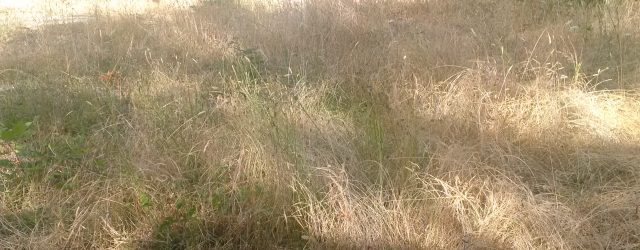 So I arrive on Gabriola on 19 July.  I finally get to the property a number of days later having been informed by my friends that it is a bit […]