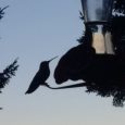 Hummingbirds.  They are such amazing little birds.  I love them.  They don’t exist in the UK so I have not seen them for over 6 years.  But now back in […]