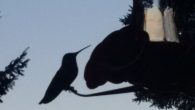 Hummingbirds.  They are such amazing little birds.  I love them.  They don’t exist in the UK so I have not seen them for over 6 years.  But now back in […]