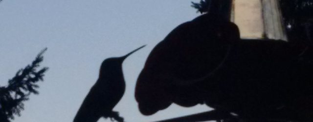 Hummingbirds.  They are such amazing little birds.  I love them.  They don’t exist in the UK so I have not seen them for over 6 years.  But now back in […]