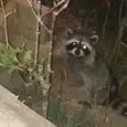 Every night this little sneaky raccoon comes up from its hiding place to eat the seeds that the birds have dropped from the feeders.  I think it is a female […]