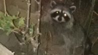Every night this little sneaky raccoon comes up from its hiding place to eat the seeds that the birds have dropped from the feeders.  I think it is a female […]
